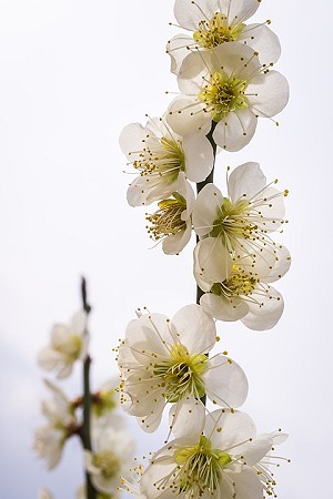 Image Of The Pear Tree In Summer